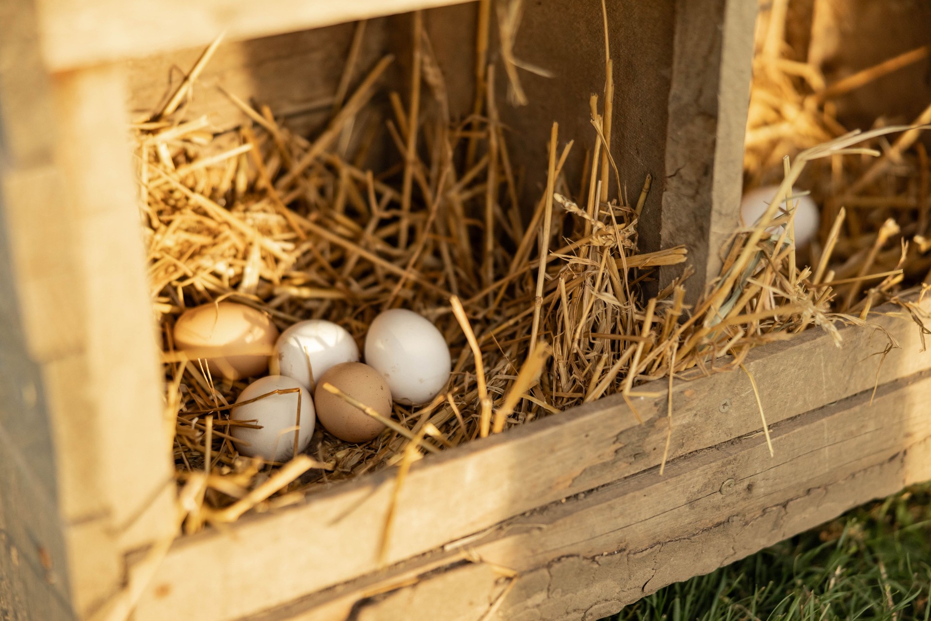 Fresh Farm Eggs in Straw Nesting Box