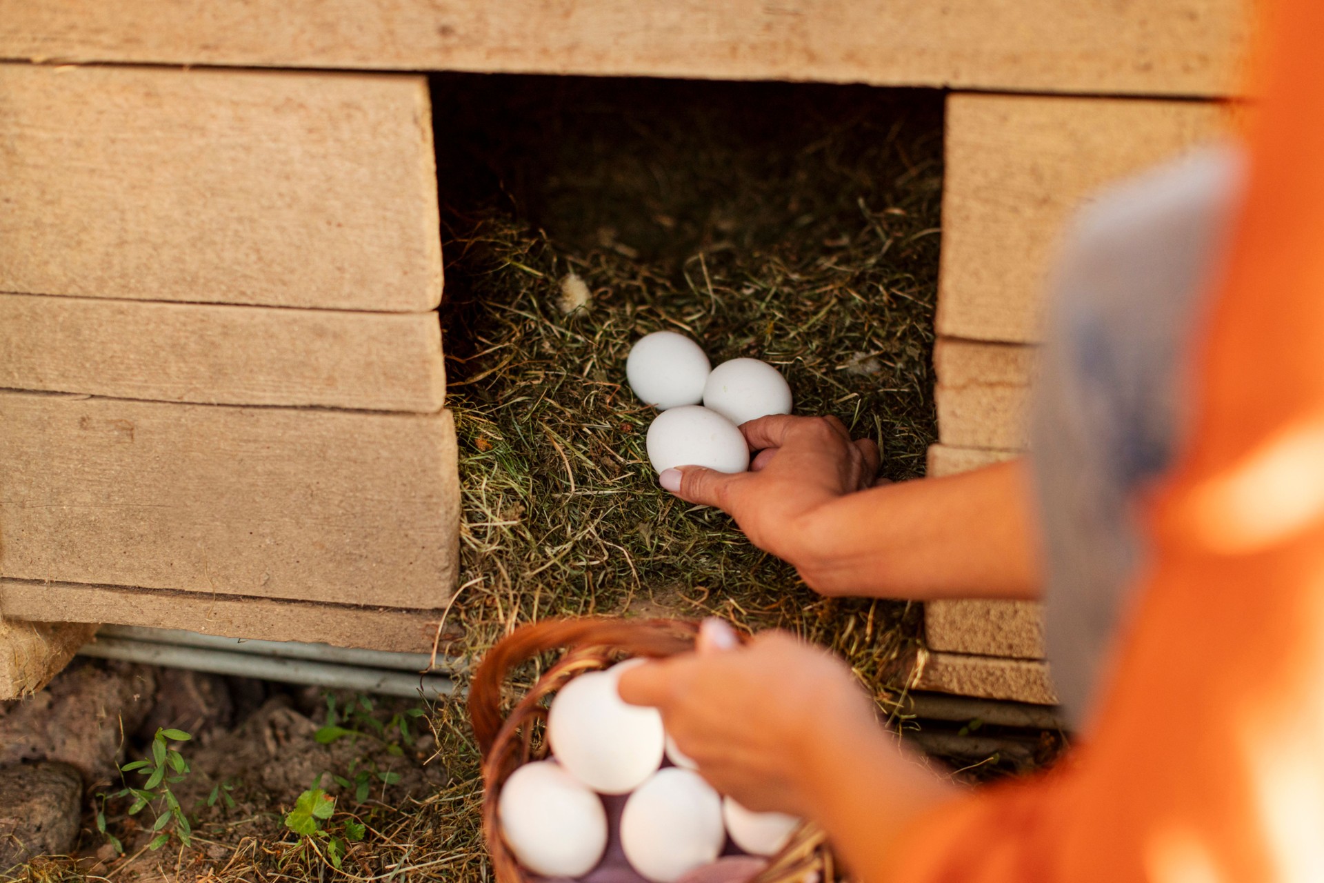 Closeup shot of young woman farmer gathering fresh eggs into basket at hen farm in countryside