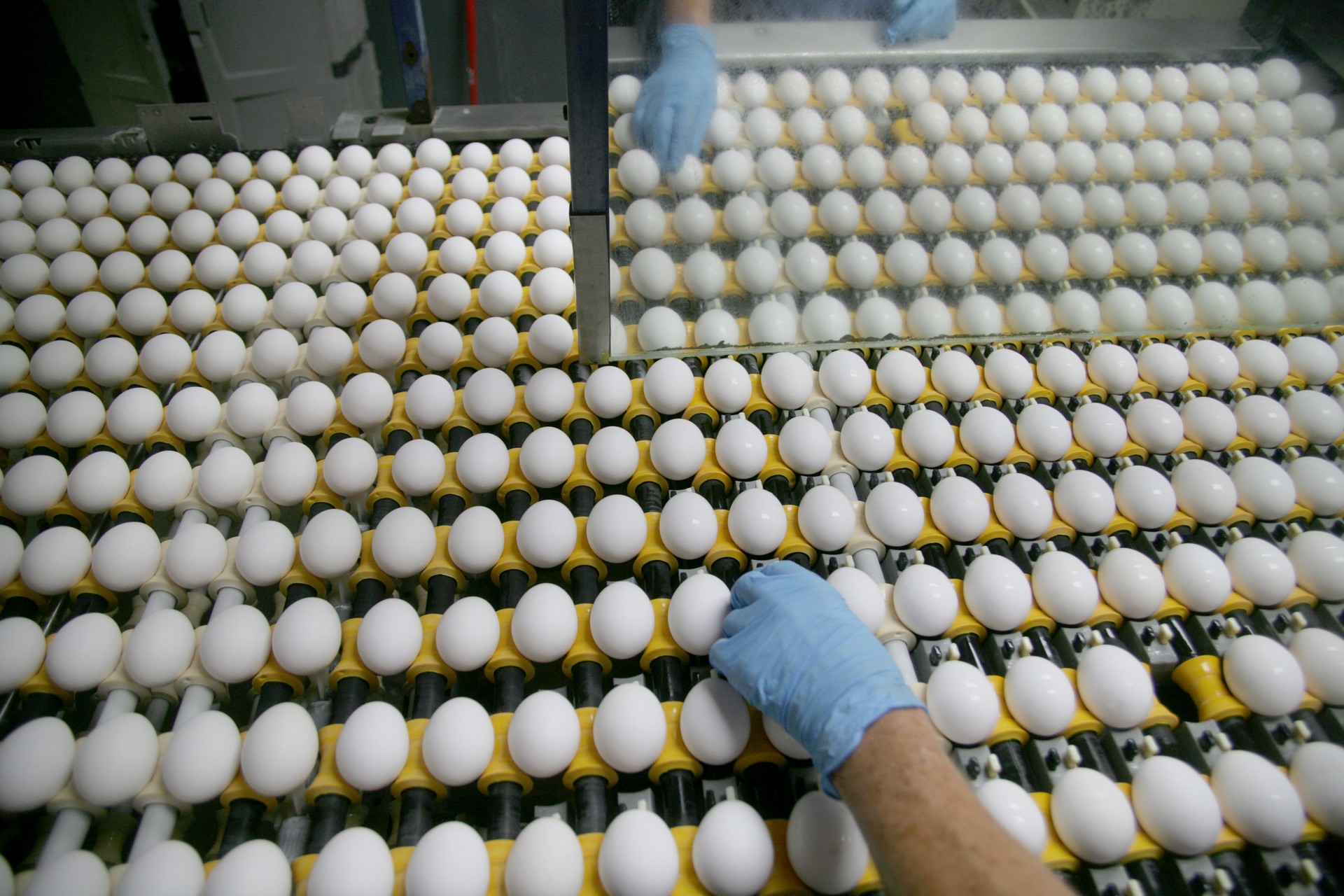 Hand with egg at commercial egg processing plant